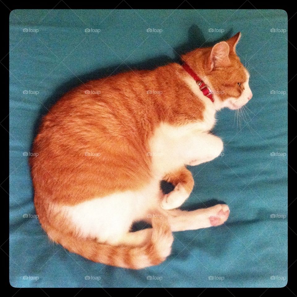 Ginger and white cat