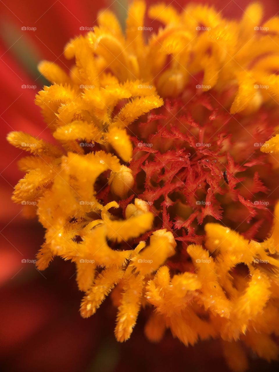 Macro closeup