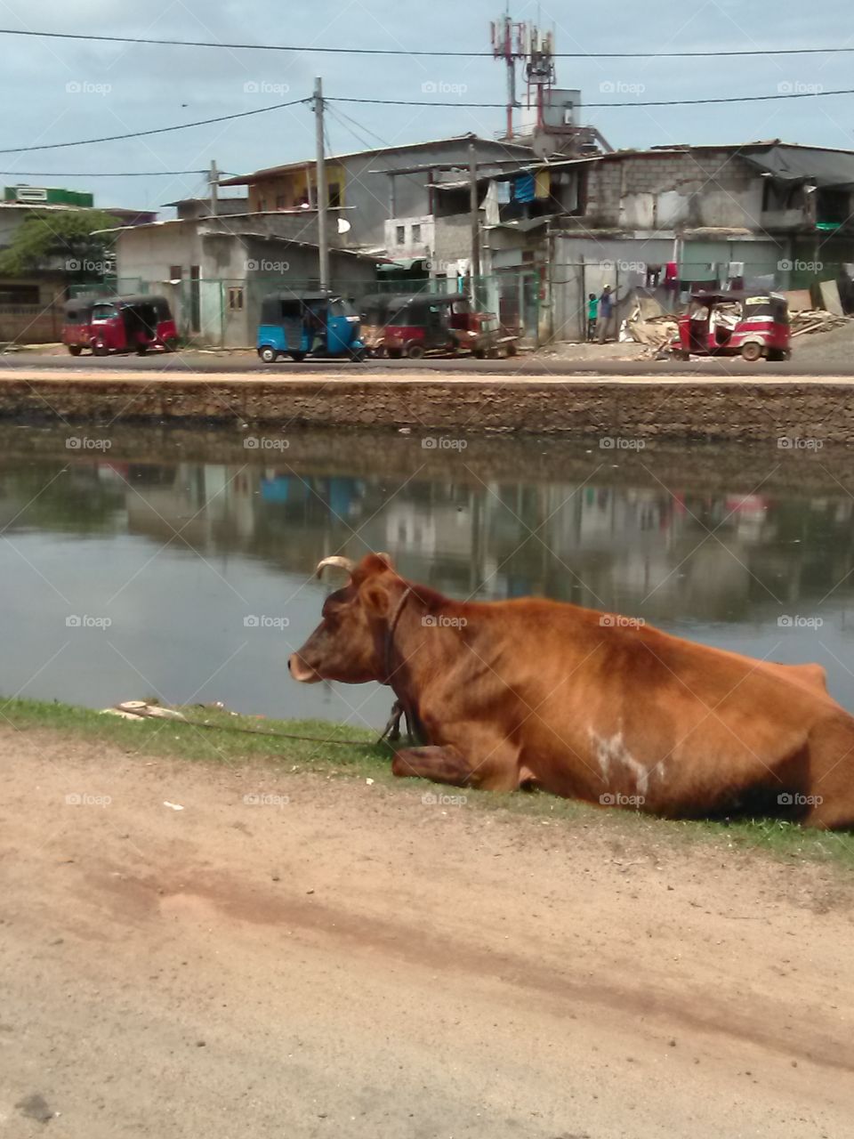 Emotional cow