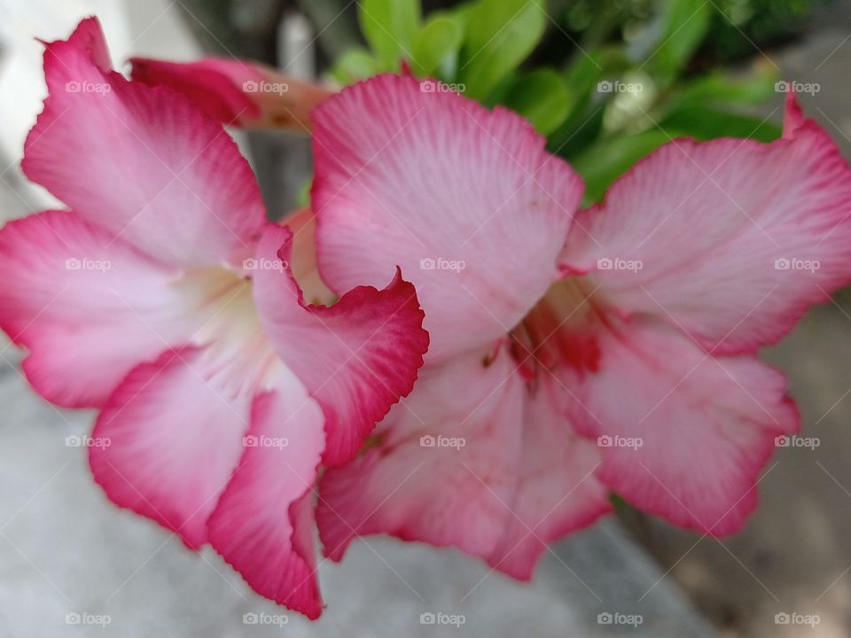 Beautiful Flowers