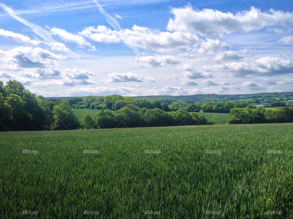 Grassy landscape against cloudy sky