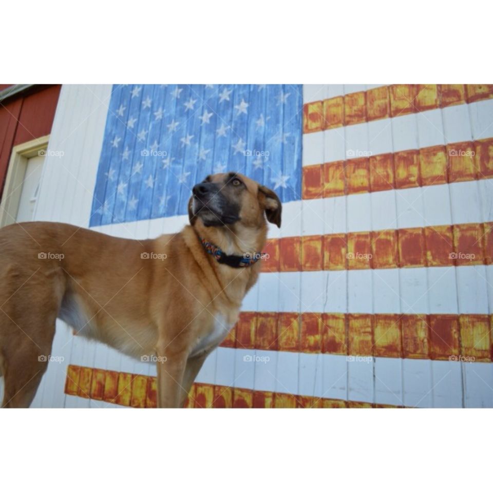 Patriotic dog