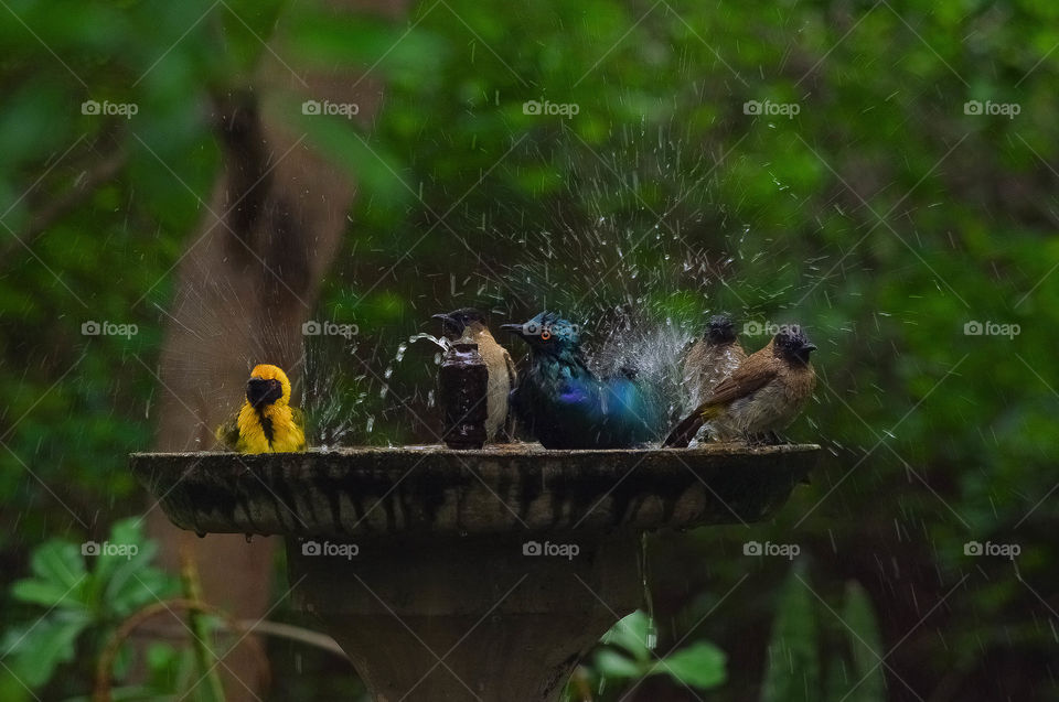 bird bath