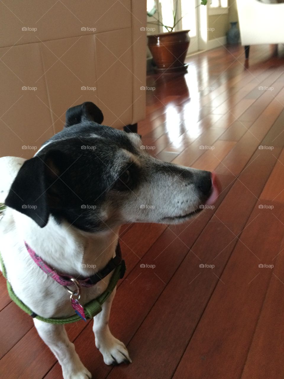 Coco the Jack Russell and Mocha. 