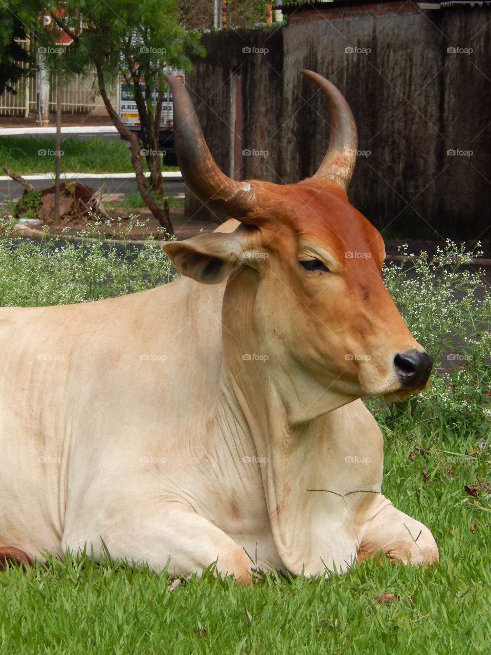 cow