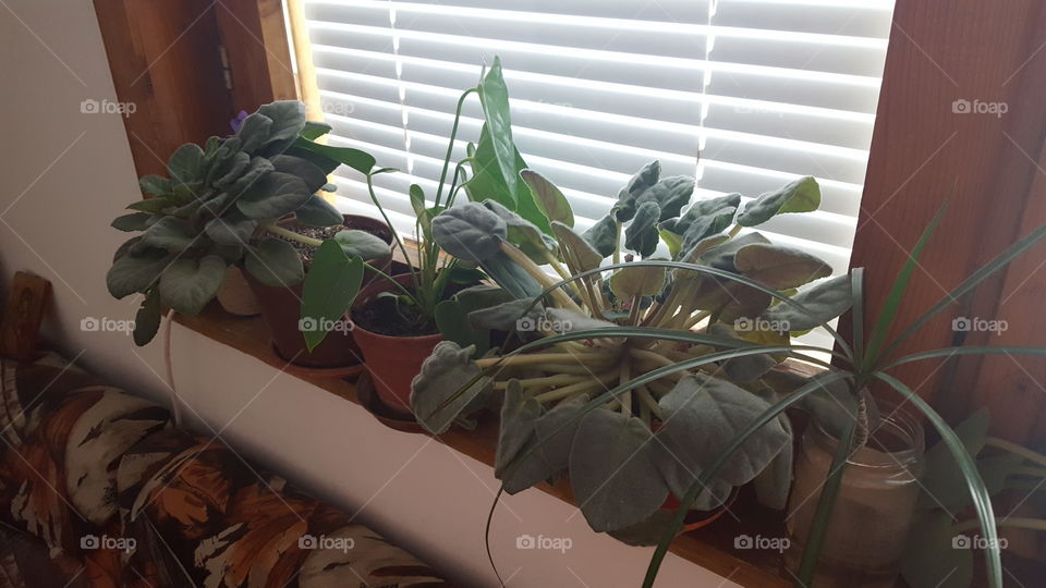 House plants by the window