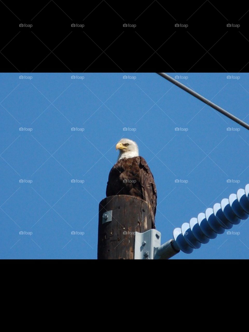 Bald eagle
