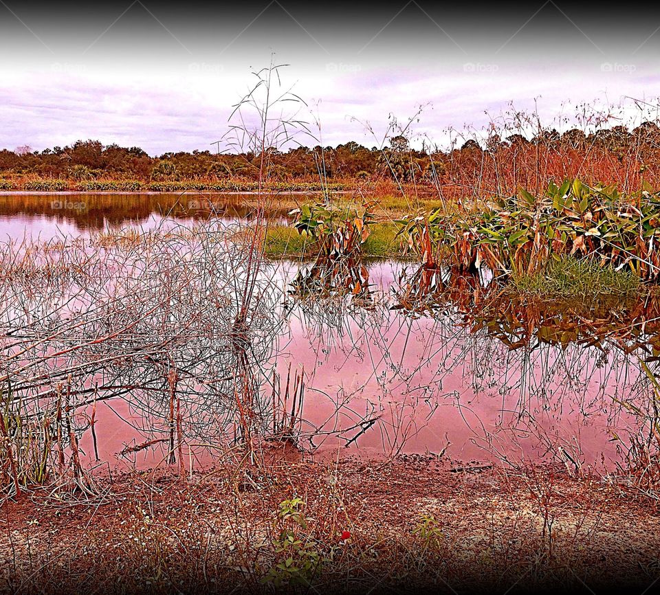 Wetlands
