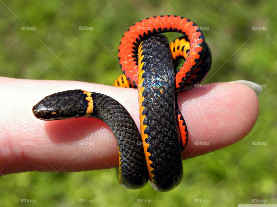 Cute colour snake as a ring