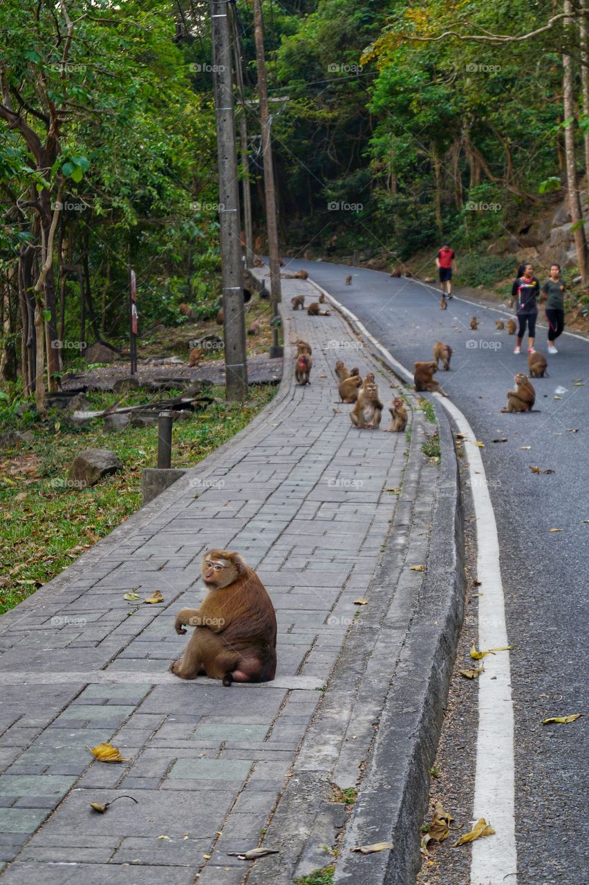 Monkey road