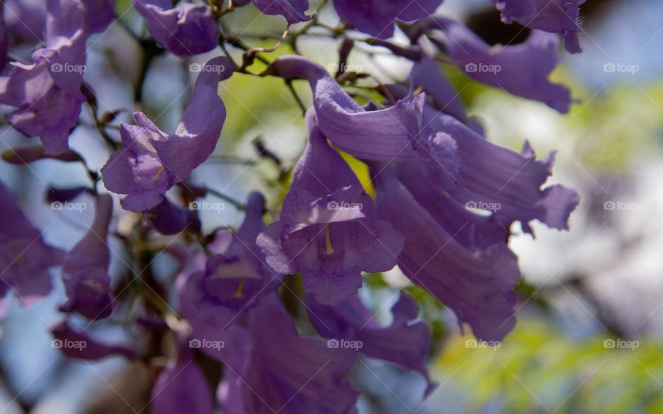 Purple Jacarandas 