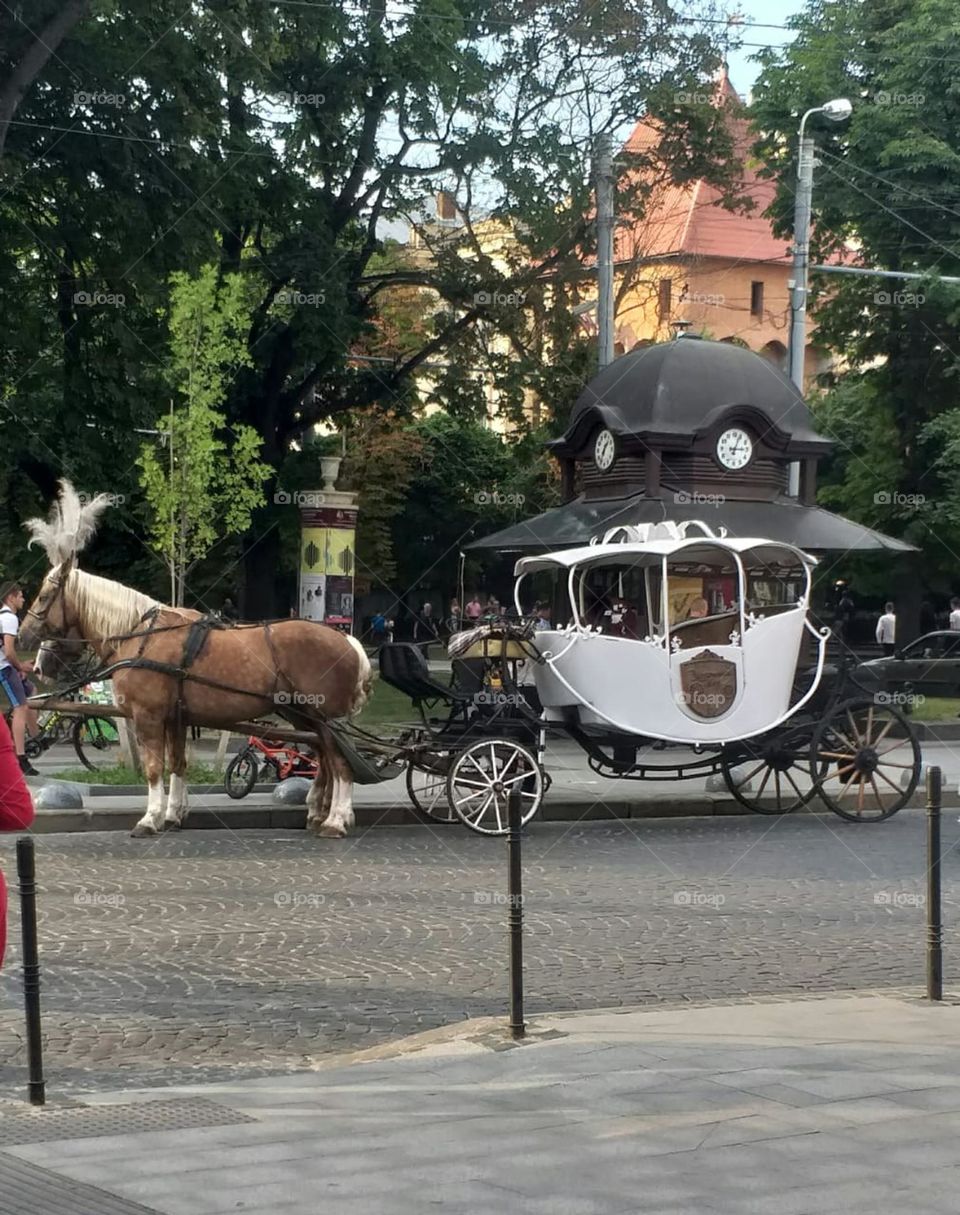 when you see a horse with a carriage, you seem to be in a fairy tale