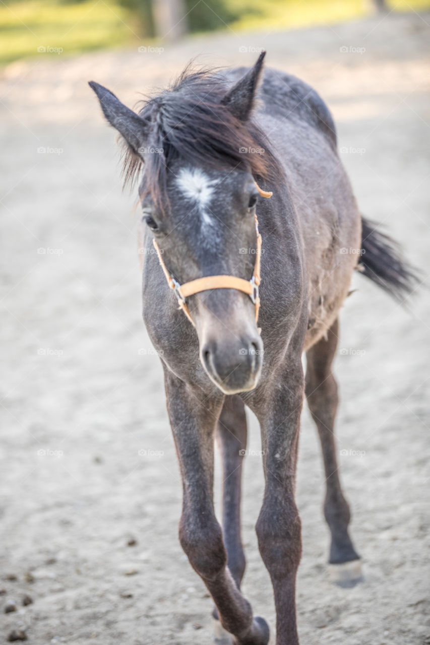 Animal, Mammal, Nature, Cavalry, Farm