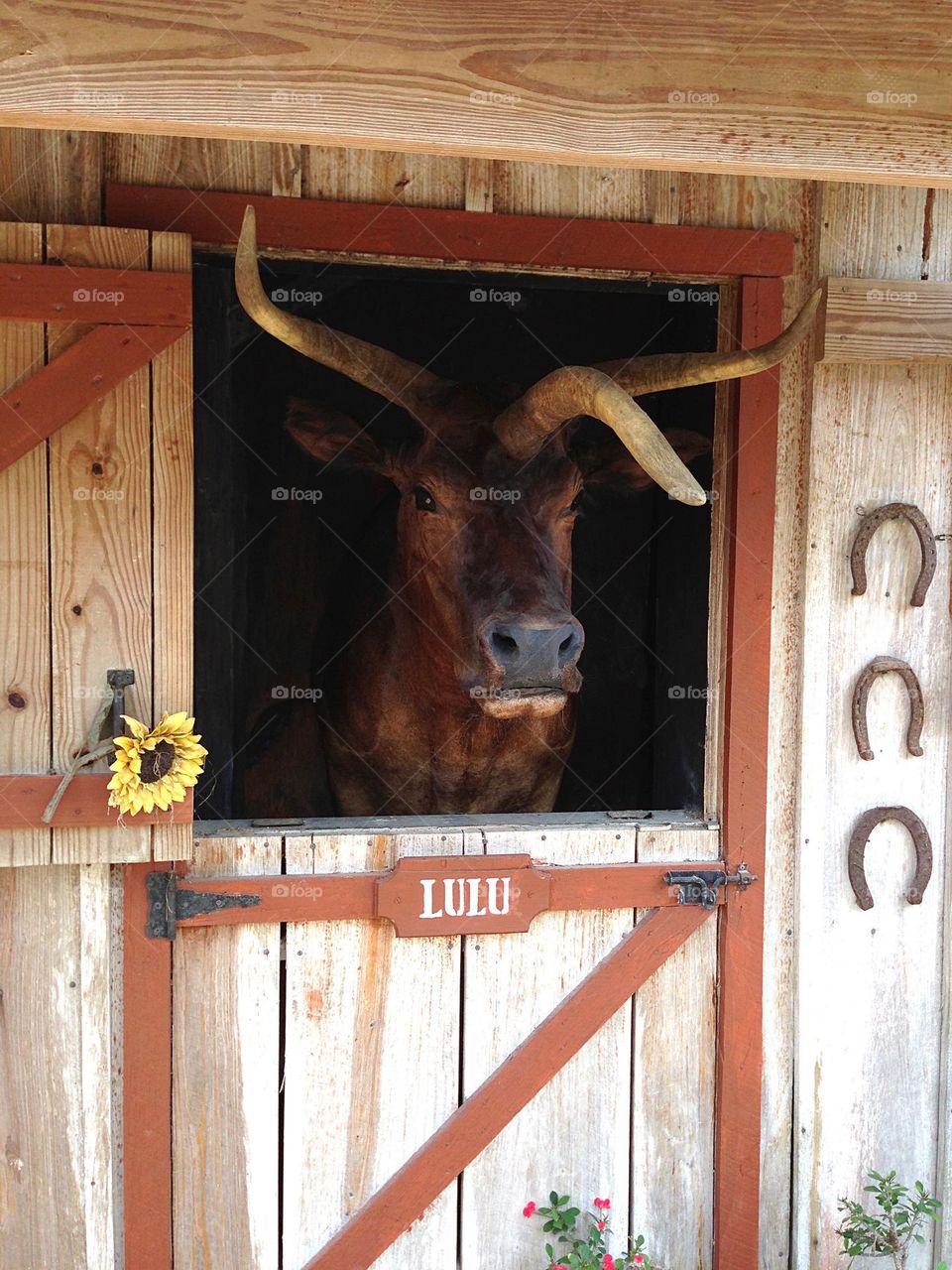 LuLu the 3 horned Cow.