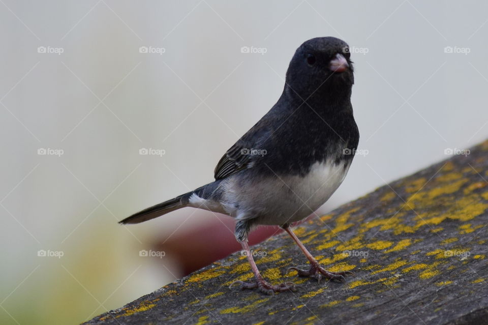 junco