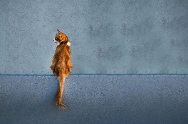 Cat wall background