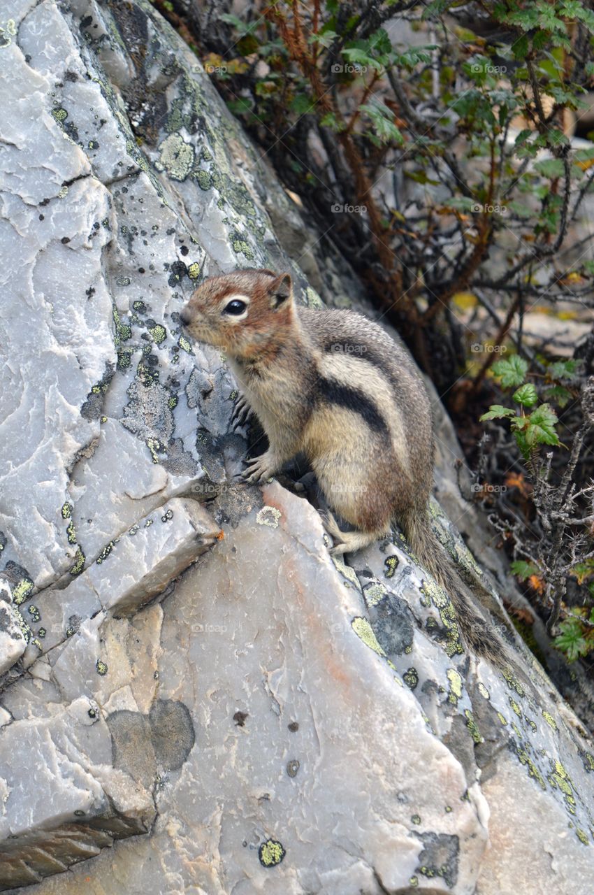 Crouching Chipmunk on top of the rock in the forest. Hit adorable little rodent eyes look at you and saying "Can has. Nuts?".
