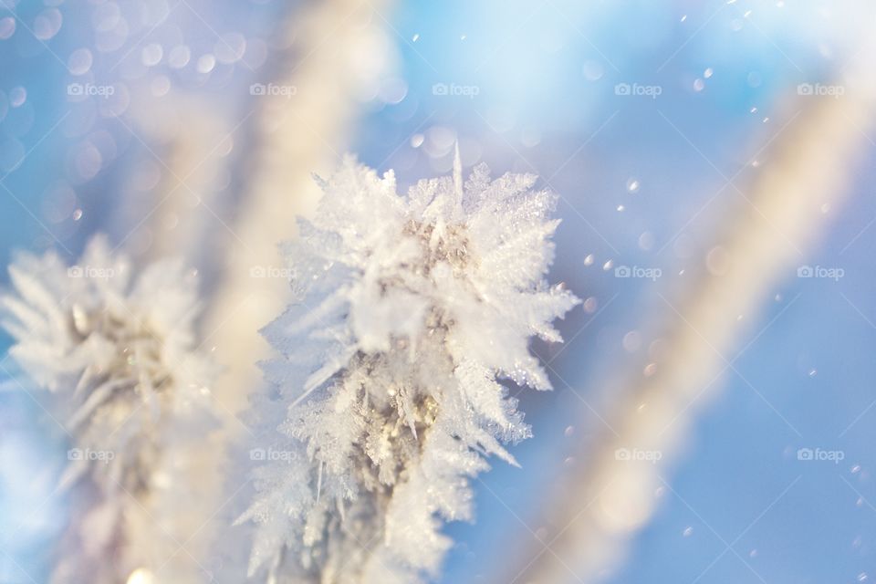 Branches covered with frost on a blue background.
