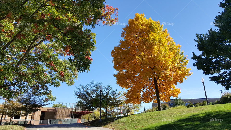 Fall in Ohio. Colorful trees ar Kent State University campus