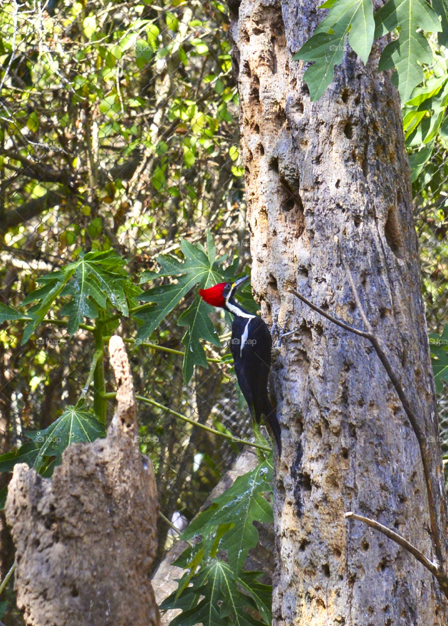 Woodpecker 