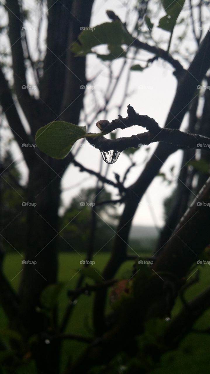 raindrop branch