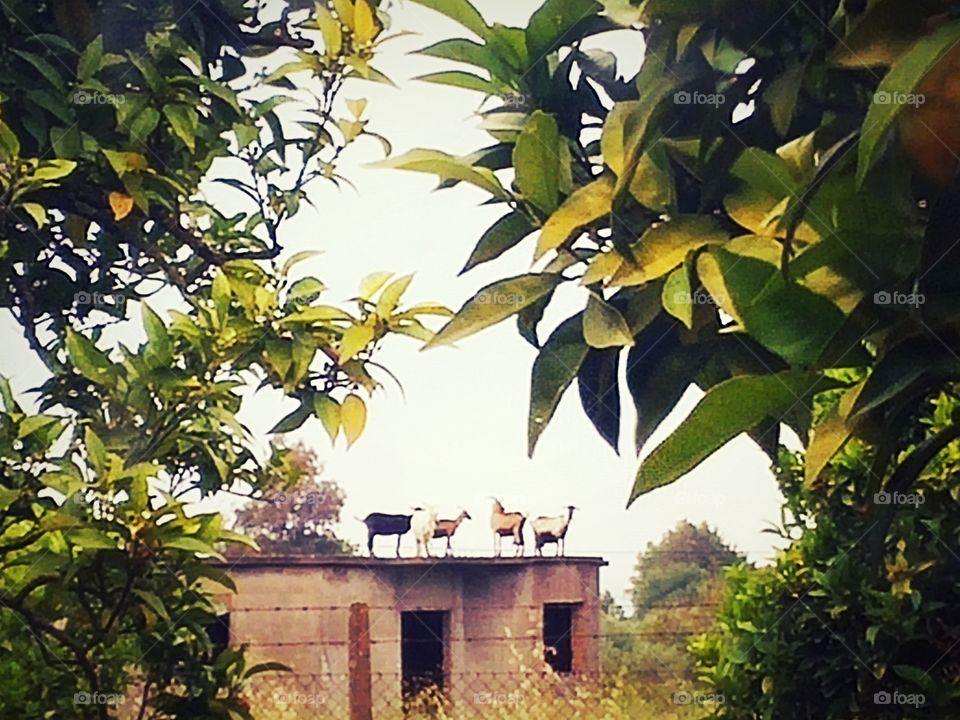 goats over the house