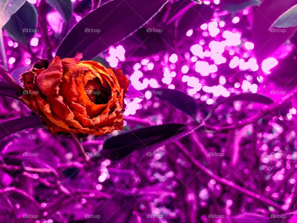 Bright Magenta pink purple background with a bright dying flower growing on the tree