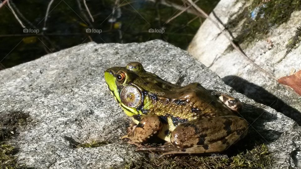 kikker. frog by the pond