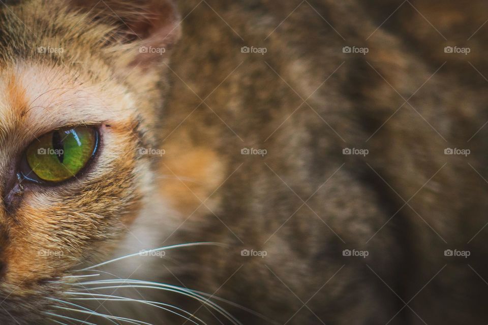 portrait of an animal, half face of a cat showing its bright eyes, closeup moment