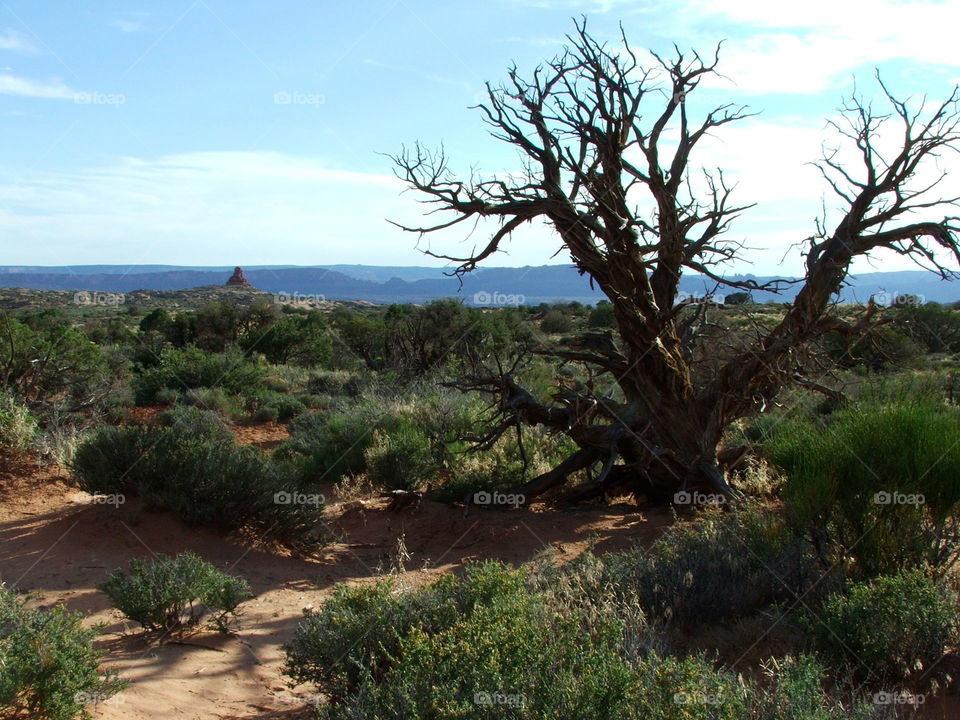Desert View. A desert view