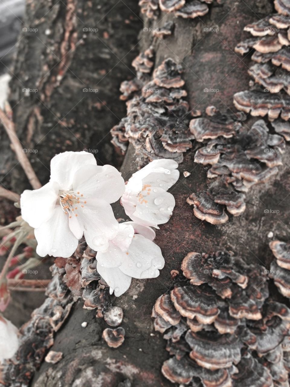 Sakura Blossom and Fungi