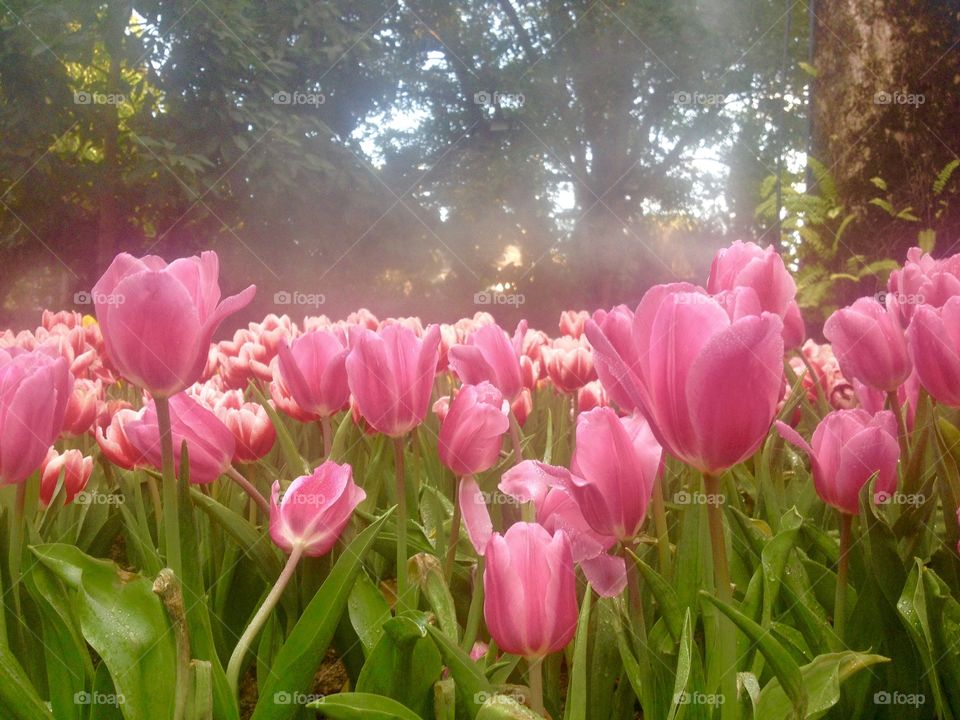 pink tulip