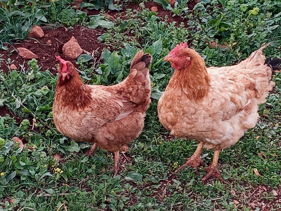 Two chiken's