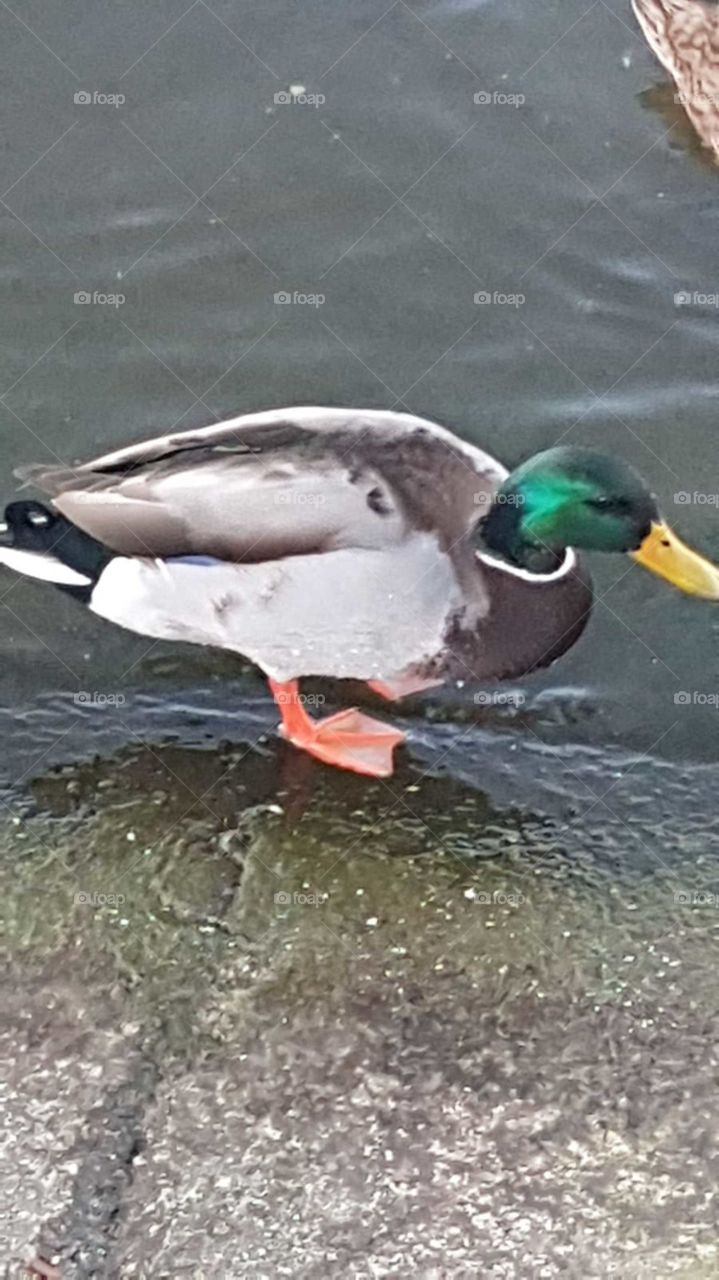 duck just doing its thing