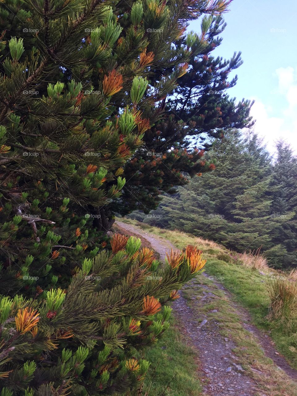 Tree, No Person, Landscape, Nature, Outdoors