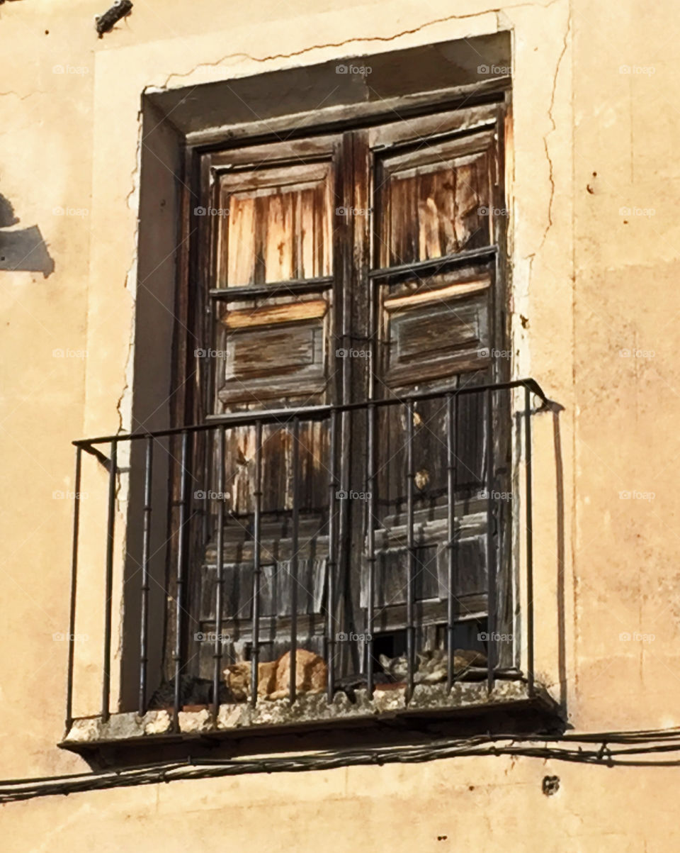 Sleeping Cats at an Abandoned Apartment, Segovia, Spain 