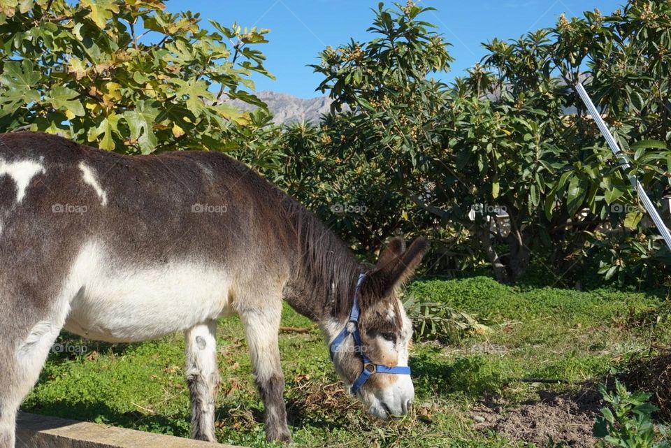 Donkey#animal#pet