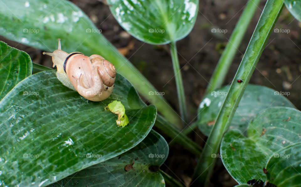 Garden snail carrying baby snail on the back of shell on wet hosta  leaf in garden on a rainy day beautiful nature and animal background photography 