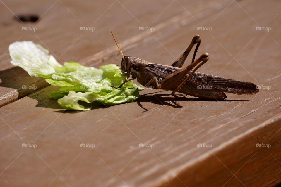 Grasshopper Eating