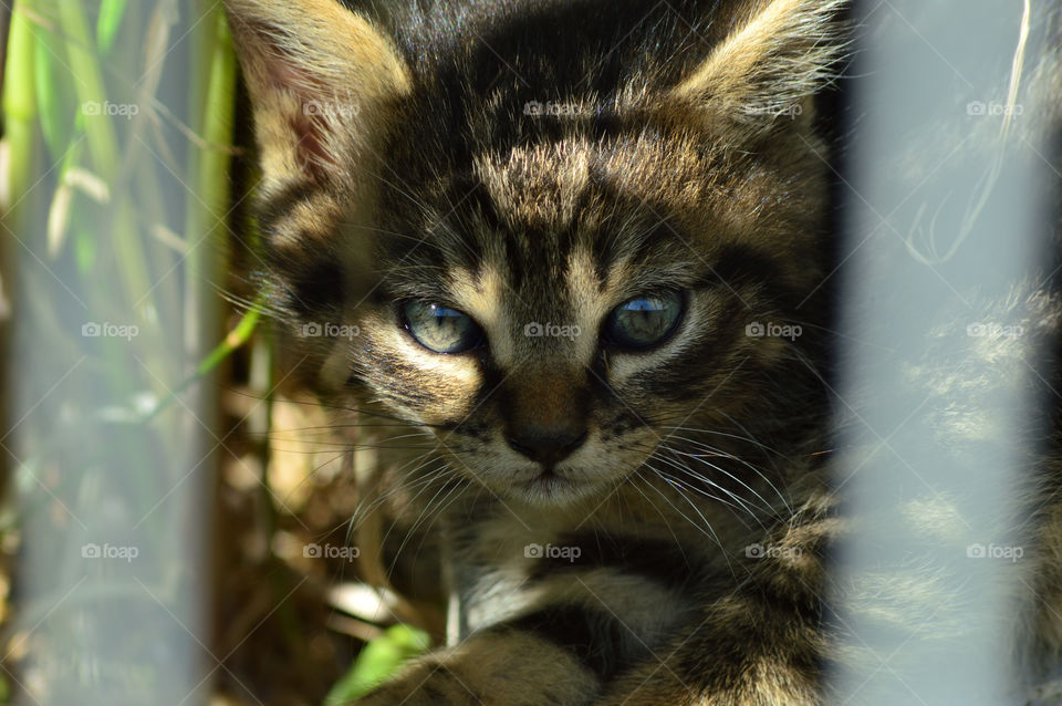 portrait of a brown kitten with green eyes