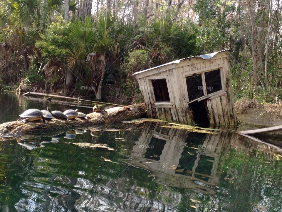 Turtles guarding a boat