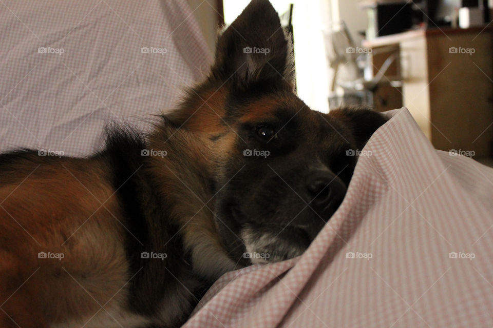 My dog relaxing on the couch 
