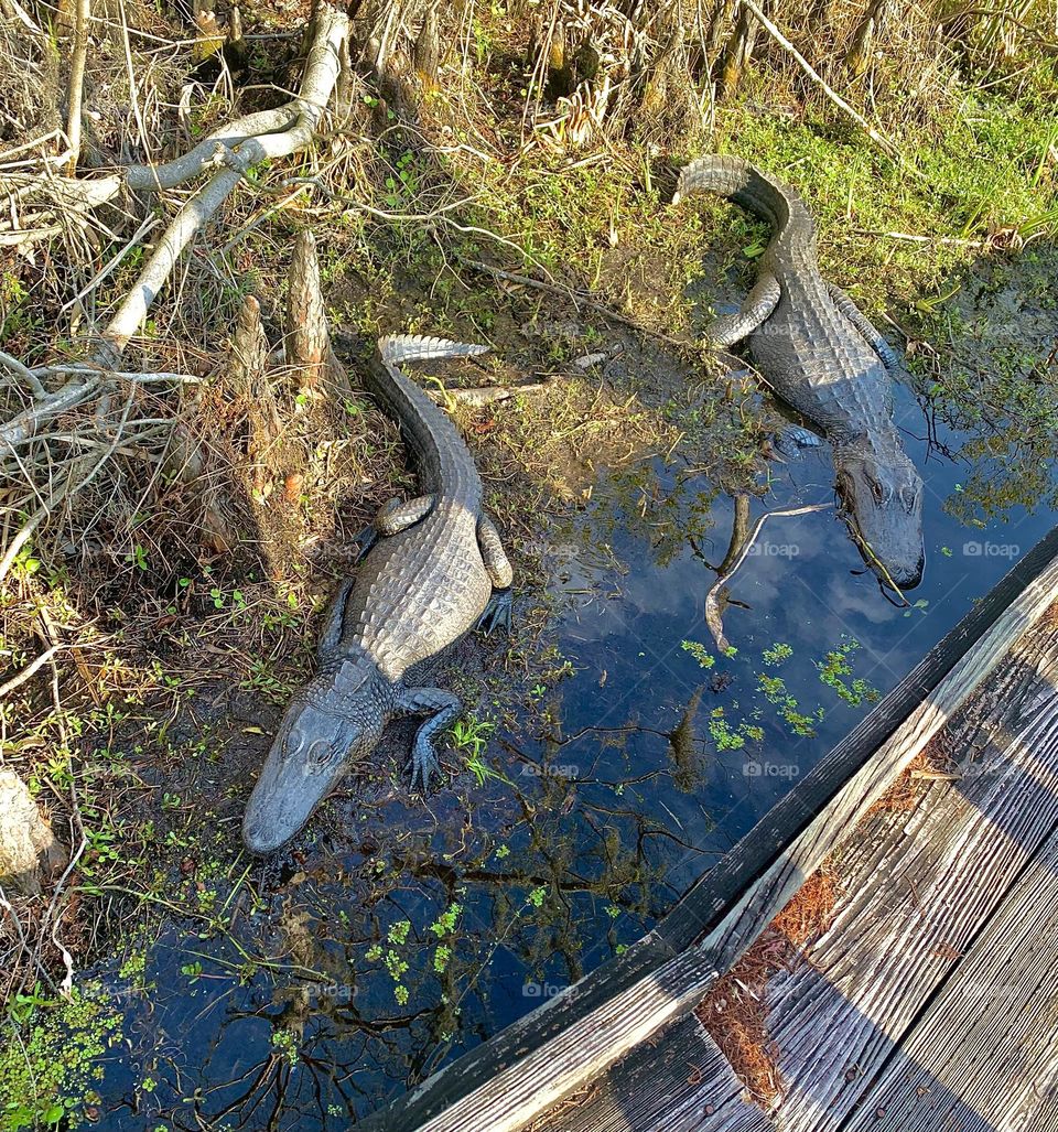 Just some gator buddies taking a sun bath! They were so calm you could walk right past them.