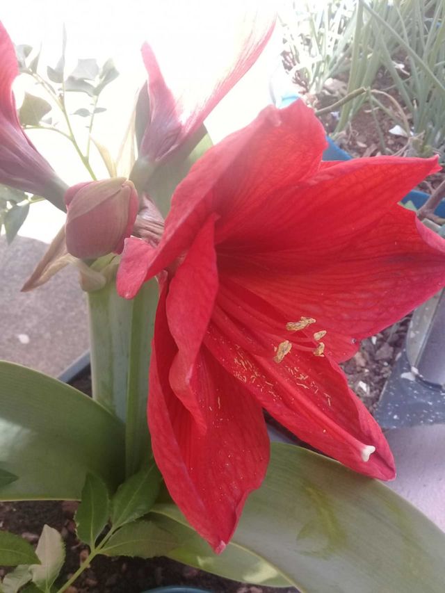 flower