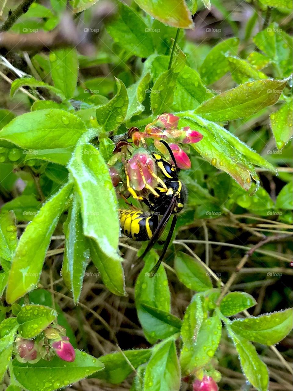 Wasp pollinating wild blueberries 