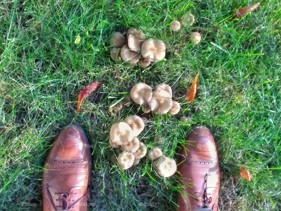 City mushroom. 