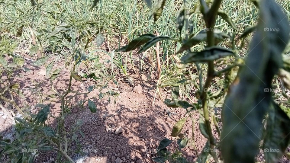 farming!!!