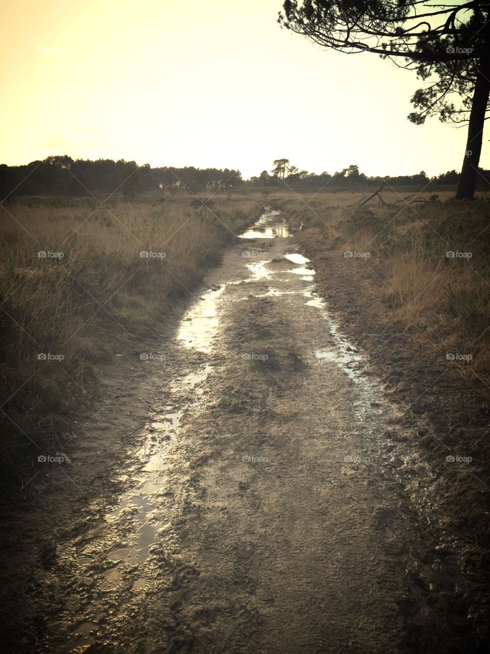 Pathway To Heathland