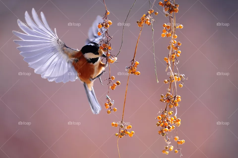 bird click