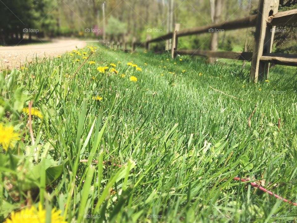 Grass and dandelions 